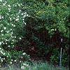Rhodotypos scandens, habit