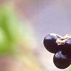 Rhodotypos scandens, fruit