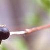 Rhodotypos scandens, fruit