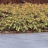 Rhodotypos scandens