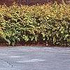 Rhodotypos scandens
