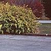 Rhodotypos scandens