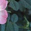 Rosa eglanteria, flowers