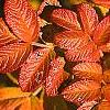 Rosa rugosa, fall color