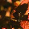 Rosa rugosa, fall color