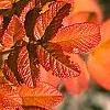 Rosa rugosa, fall color