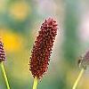 Sanguisorba tenuifolia 'Purpurea', flowers