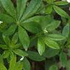 Galium odoratum, habit