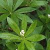 Galium odoratum, habit