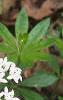 Galium odoratum, habit