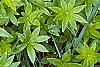 Galium odoratum, leaves