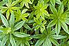Galium odoratum, leaves