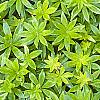Galium odoratum, leaves