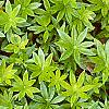 Galium odoratum, leaves