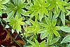 Galium odoratum, leaves