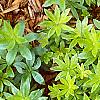Galium odoratum, leaves