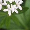 Galium odoratum, flowers