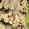 Salix babylonica 'Tortuosa', bark