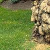 Salix babylonica 'Tortuosa', bark