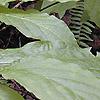 Pyrularia pubera