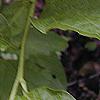 Pyrularia pubera