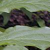 Pyrularia pubera