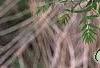 Xanthoceras sorbifolium