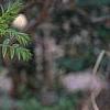 Xanthoceras sorbifolium