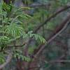 Xanthoceras sorbifolium