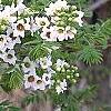 Xanthoceras sorbifolium