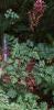 Astilbe rubra 'Pumila', habit