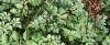 Astilbe rubra 'Pumila', habit