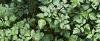 Astilbe rubra 'Pumila', habit
