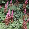 Astilbe rubra 'Pumila', habit