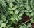 Astilbe rubra 'Pumila', habit