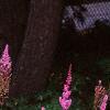 Astilbe rubra 'Pumila', habit