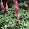 Astilbe rubra 'Pumila', habit