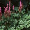 Astilbe rubra 'Pumila', habit