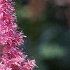 Astilbe rubra 'Pumila', flowers