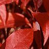 Itea virginica, fall color
