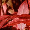 Itea virginica, fall color