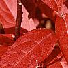 Itea virginica, fall color