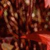 Itea virginica, fall color