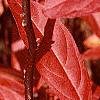 Itea virginica, fall color