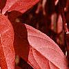 Itea virginica, fall color
