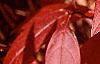 Itea virginica, fall color