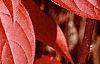 Itea virginica, fall color