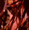 Itea virginica, fall color