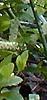 Itea virginica 'Henry's Garnet'