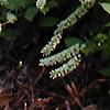 Itea virginica 'Henry's Garnet'